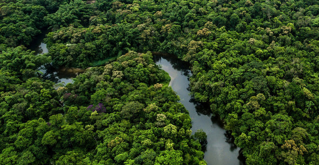 Aerial view of a winding river through a dense forest